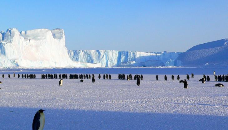 Pingouins sur la glace par pixabay