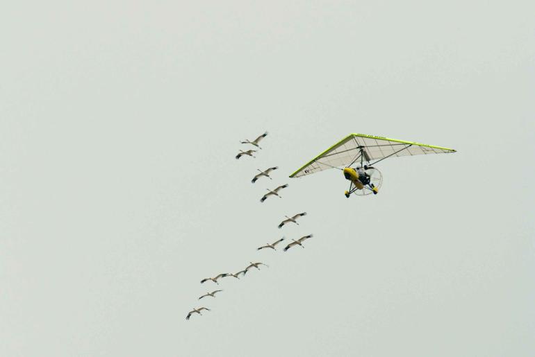 En Delta avec les oiseaux par Ramos keith, usfws via pixnio