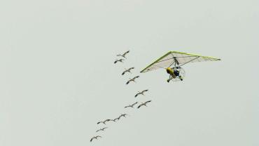 En Delta avec les oiseaux par Ramos keith, usfws via pixnio