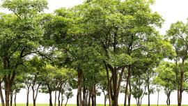 Des arbres menacés par le chagement climatique