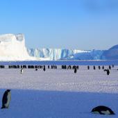 Pingouins sur la glace par pixabay